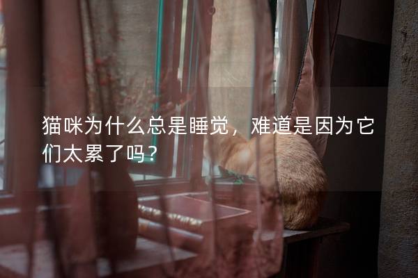 猫咪为什么总是睡觉，难道是因为它们太累了吗？