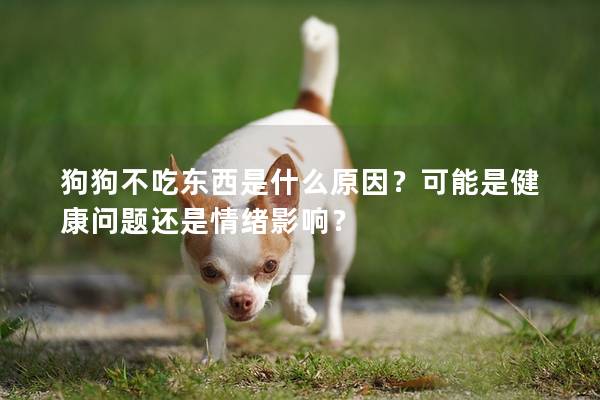 狗狗不吃东西是什么原因？可能是健康问题还是情绪影响？