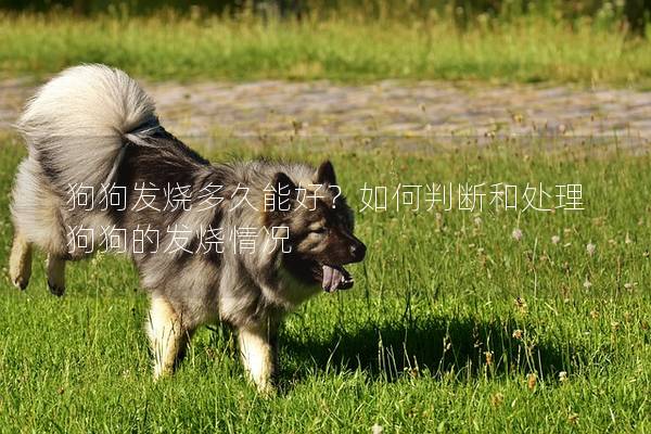 狗狗发烧多久能好？如何判断和处理狗狗的发烧情况