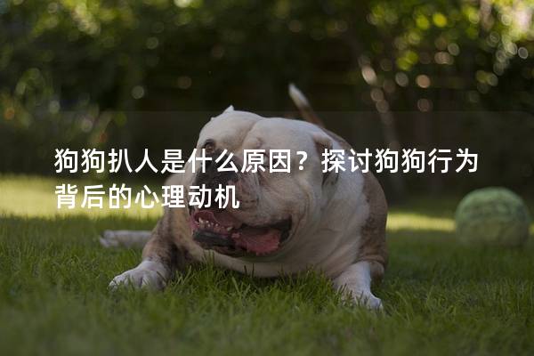 狗狗扒人是什么原因？探讨狗狗行为背后的心理动机