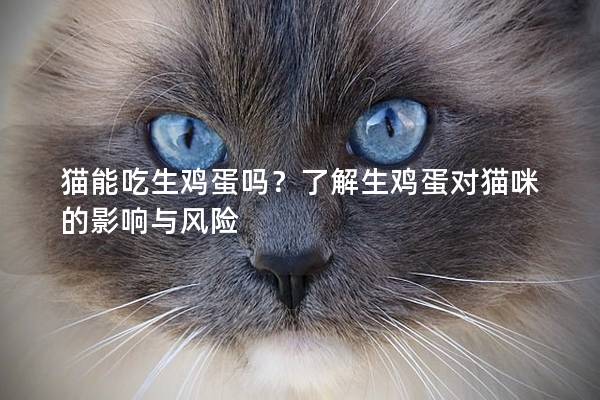 猫能吃生鸡蛋吗？了解生鸡蛋对猫咪的影响与风险