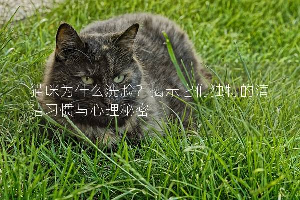 猫咪为什么洗脸？揭示它们独特的清洁习惯与心理秘密