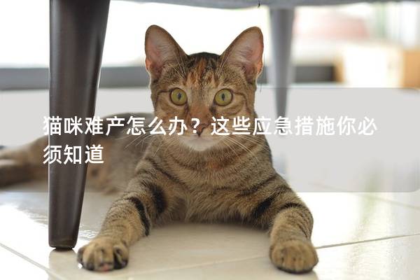 猫咪难产怎么办？这些应急措施你必须知道