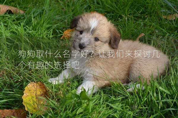 狗狗取什么名字好?让我们来探讨几个有趣的选择吧 狗狗取什么名字好?让我们来探讨几个有趣的选择吧