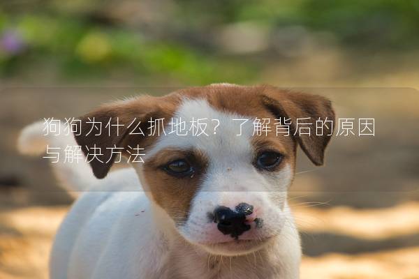 狗狗为什么抓地板？了解背后的原因与解决方法