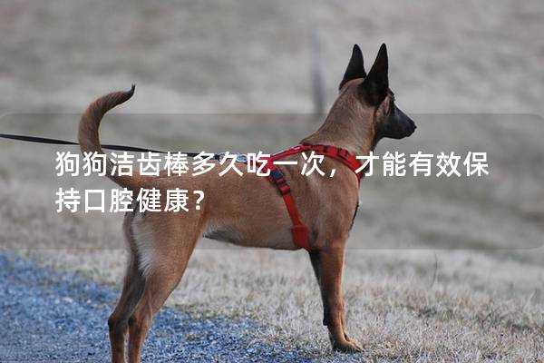 狗狗洁齿棒多久吃一次，才能有效保持口腔健康？
