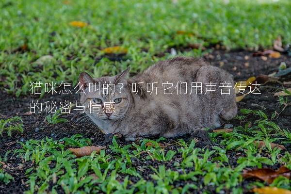 猫咪怎么叫的？听听它们用声音传达的秘密与情感