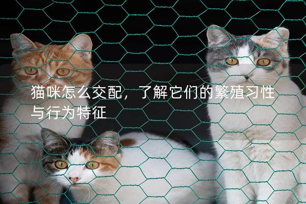 猫咪怎么交配，了解它们的繁殖习性与行为特征