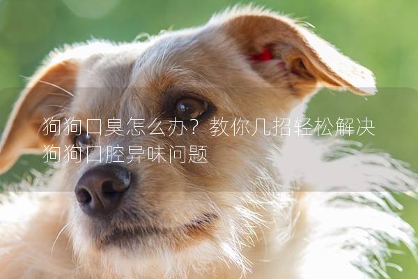 狗狗口臭怎么办？教你几招轻松解决狗狗口腔异味问题