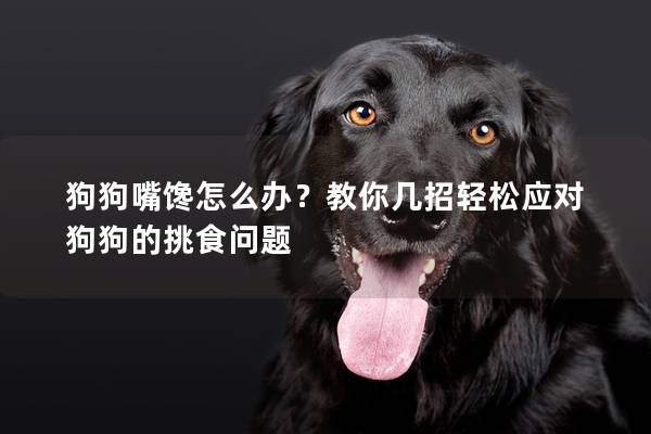 狗狗嘴馋怎么办？教你几招轻松应对狗狗的挑食问题