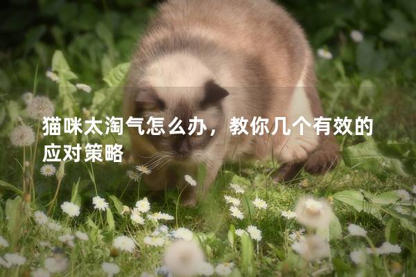 猫咪太淘气怎么办，教你几个有效的应对策略