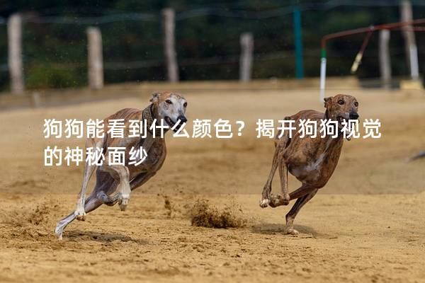 狗狗能看到什么颜色？揭开狗狗视觉的神秘面纱