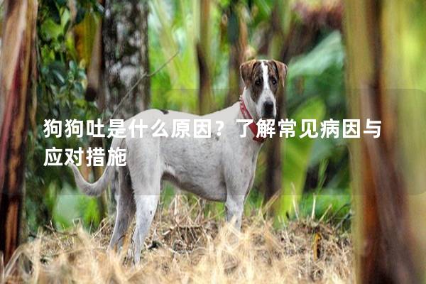狗狗吐是什么原因？了解常见病因与应对措施