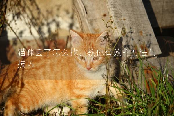 猫咪丢了怎么找，教你有效的方法与技巧