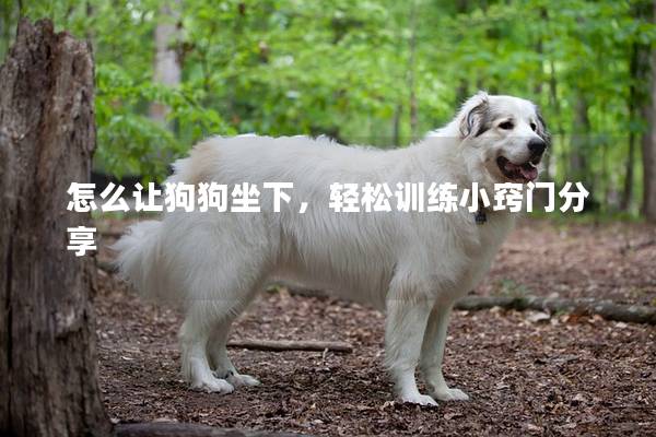 怎么让狗狗坐下，轻松训练小窍门分享