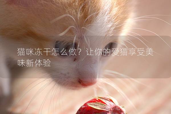 猫咪冻干怎么做？让你的爱猫享受美味新体验