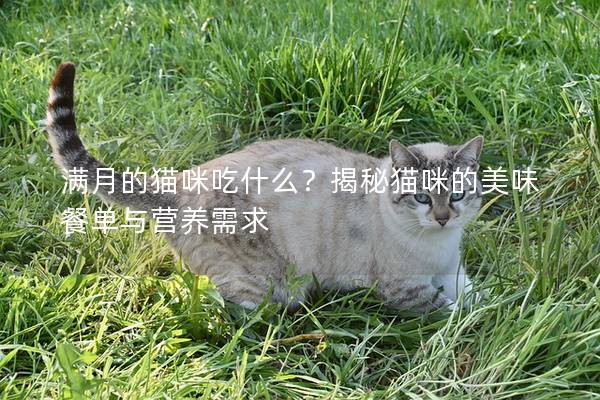 满月的猫咪吃什么？揭秘猫咪的美味餐单与营养需求