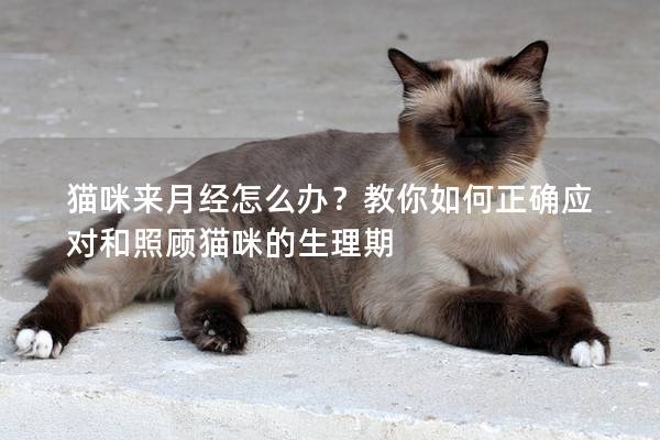猫咪来月经怎么办？教你如何正确应对和照顾猫咪的生理期
