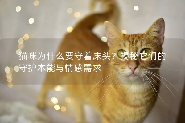 猫咪为什么要守着床头？揭秘它们的守护本能与情感需求