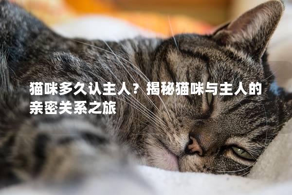 猫咪多久认主人？揭秘猫咪与主人的亲密关系之旅