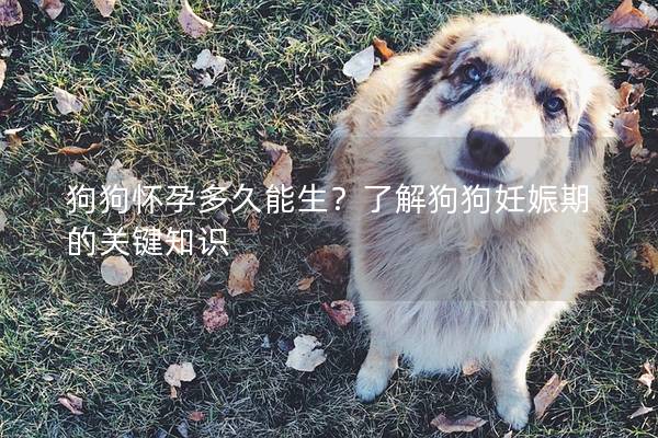 狗狗怀孕多久能生？了解狗狗妊娠期的关键知识