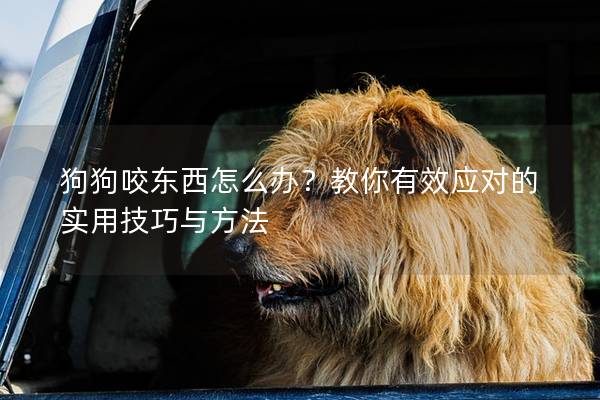 狗狗咬东西怎么办？教你有效应对的实用技巧与方法