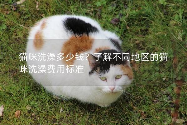 猫咪洗澡多少钱？了解不同地区的猫咪洗澡费用标准