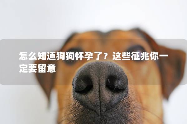 怎么知道狗狗怀孕了?这些征兆你一定要留意 怎么知道狗狗怀孕了?这些征兆你一定要留意