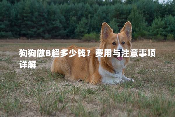 狗狗做B超多少钱？费用与注意事项详解