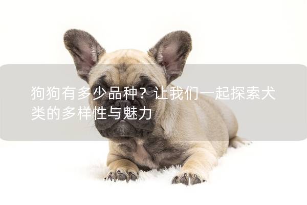 狗狗有多少品种？让我们一起探索犬类的多样性与魅力