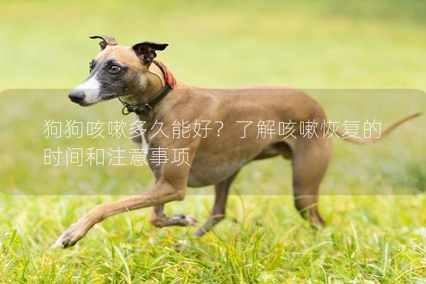 狗狗咳嗽多久能好？了解咳嗽恢复的时间和注意事项