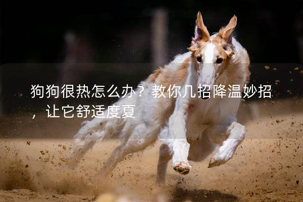 狗狗很热怎么办？教你几招降温妙招，让它舒适度夏