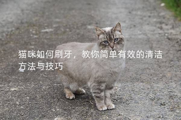 猫咪如何刷牙，教你简单有效的清洁方法与技巧