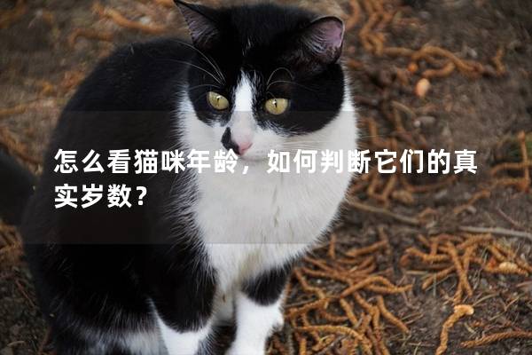 怎么看猫咪年龄，如何判断它们的真实岁数？