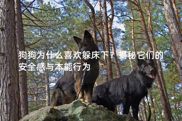 狗狗为什么喜欢躲床下？揭秘它们的安全感与本能行为