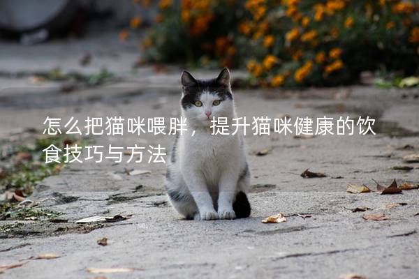 怎么把猫咪喂胖，提升猫咪健康的饮食技巧与方法