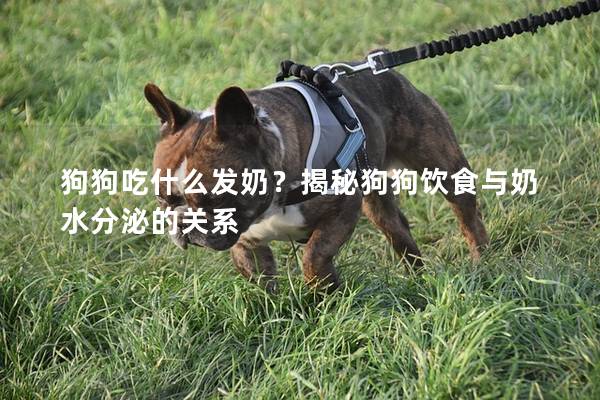 狗狗吃什么发奶？揭秘狗狗饮食与奶水分泌的关系