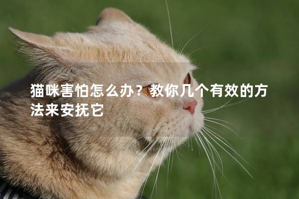 猫咪害怕怎么办？教你几个有效的方法来安抚它