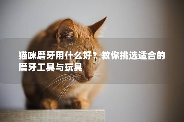 猫咪磨牙用什么好？教你挑选适合的磨牙工具与玩具