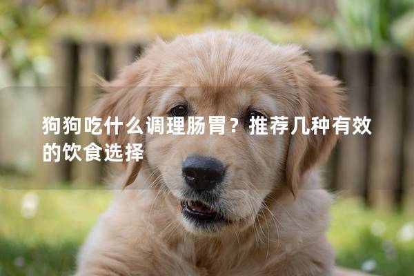 狗狗吃什么调理肠胃？推荐几种有效的饮食选择
