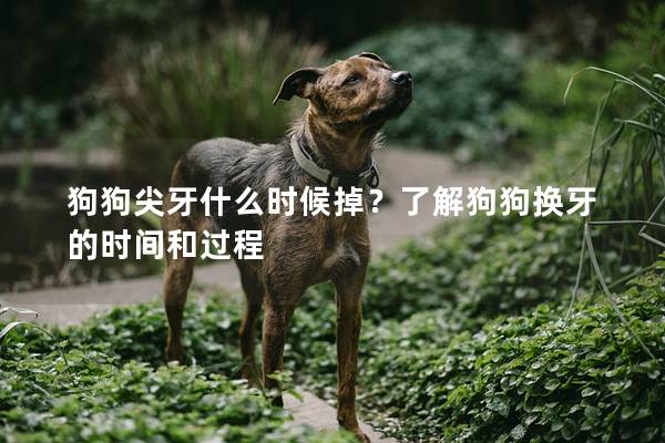 狗狗尖牙什么时候掉？了解狗狗换牙的时间和过程