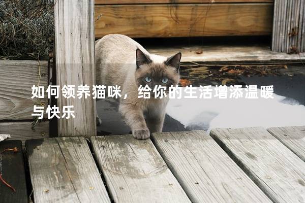 如何领养猫咪，给你的生活增添温暖与快乐