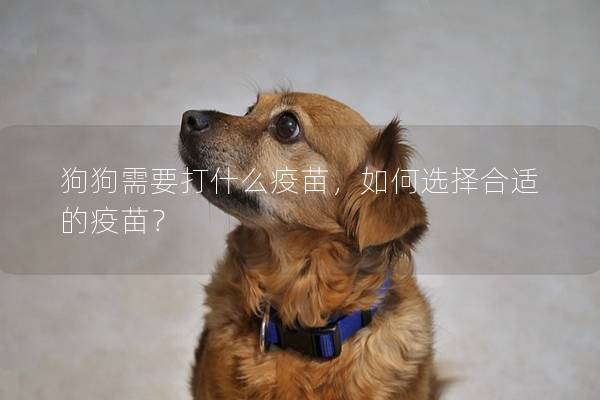 狗狗需要打什么疫苗,如何选择合适的疫苗? 狗狗需要打什么疫苗,如何选择合适的疫苗?