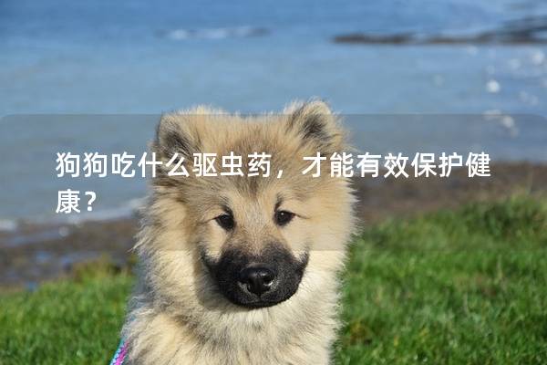 狗狗吃什么驱虫药，才能有效保护健康？