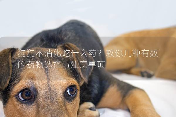 狗狗不消化吃什么药？教你几种有效的药物选择与注意事项