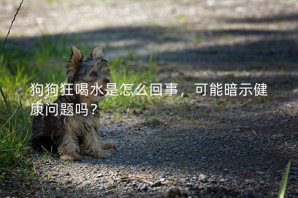 狗狗狂喝水是怎么回事，可能暗示健康问题吗？