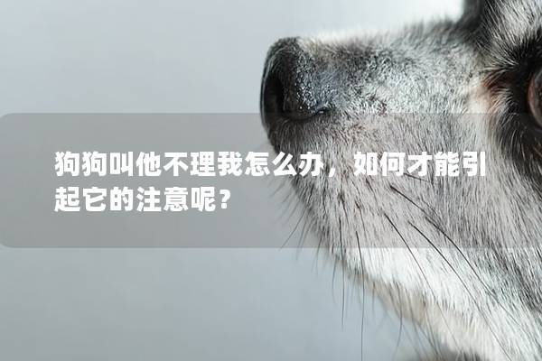 狗狗叫他不理我怎么办，如何才能引起它的注意呢？