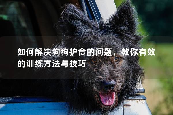 如何解决狗狗护食的问题，教你有效的训练方法与技巧