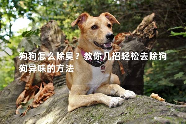 狗狗怎么除臭？教你几招轻松去除狗狗异味的方法