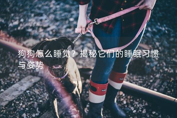 狗狗怎么睡觉？揭秘它们的睡眠习惯与姿势